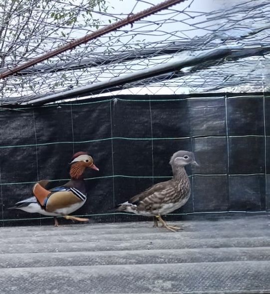 Se vinde pereche de rățuște mandarin