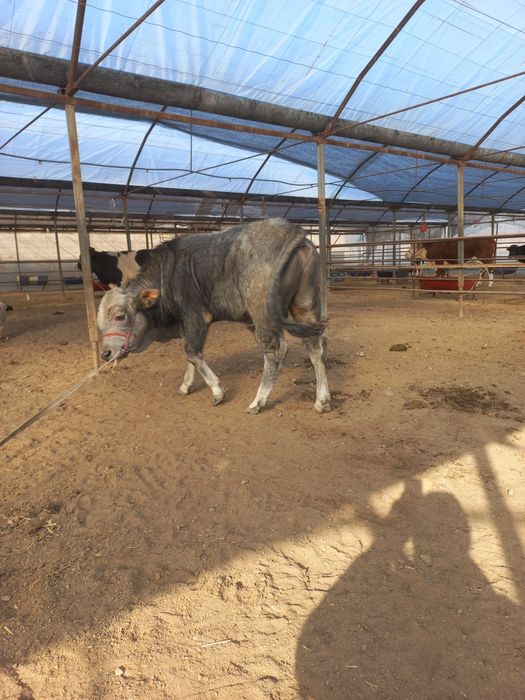 Новосча сотилади