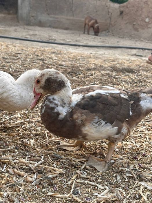 #самаркандда сотилади