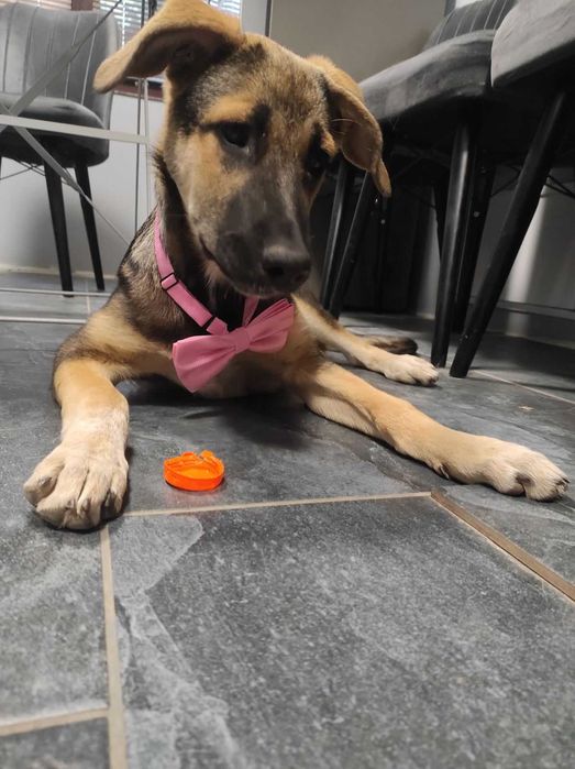 Подарям кученце Рози