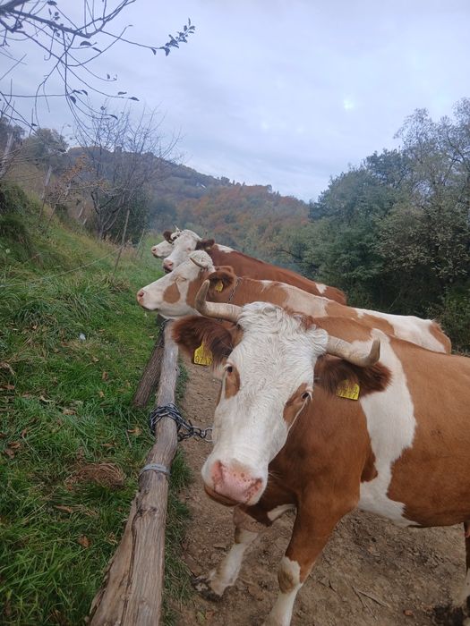 Vând 8 vaci baltate romaneste