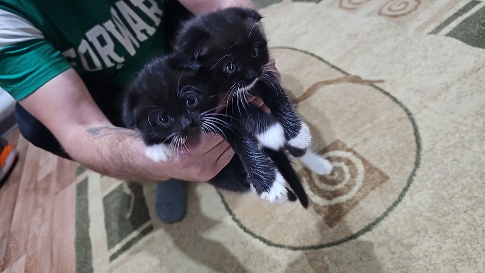 Продам котят шотландцев