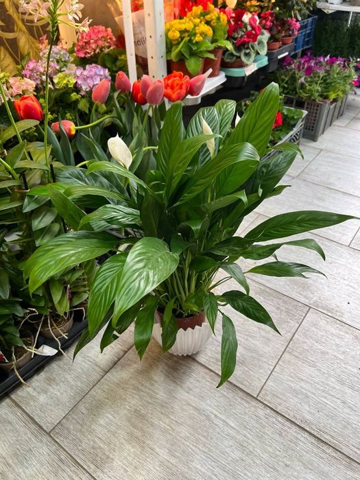 Спатифиллум  женское счастье в огромном ассортименте