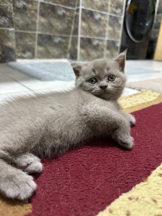 Продаются котята. Порода Шиншилла