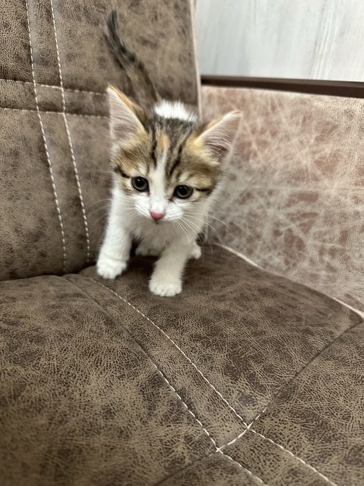 отдам котика в добрые руки