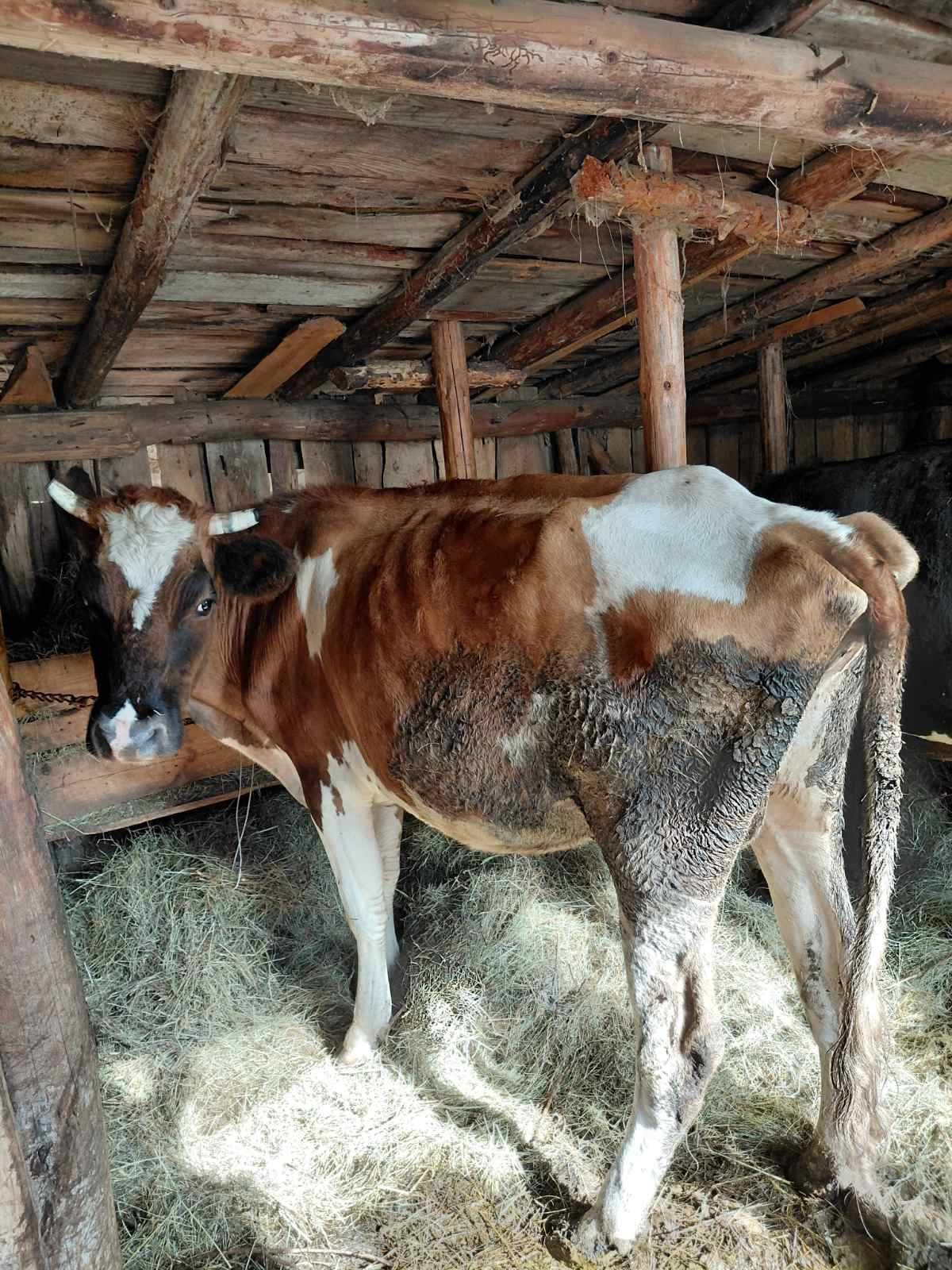 Продавам 2  крави
