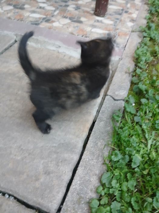 Donez pui de pisică