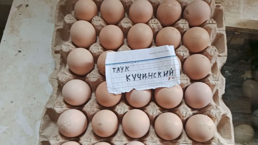 Куриные и цесариные цыплята. Яйца куриные и цесариные