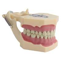 Arcada dentară tip FRASACO pentru studenti, medici etc.