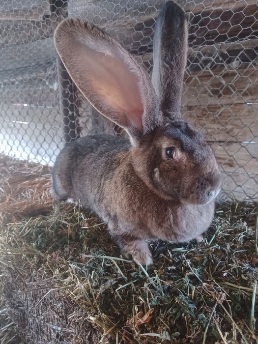 Vind femela Uriaș German