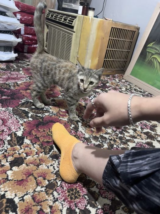 Котенок оранжевый