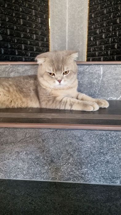 Скоттиш фолд вислоухий шиншила мальчик. Срочно