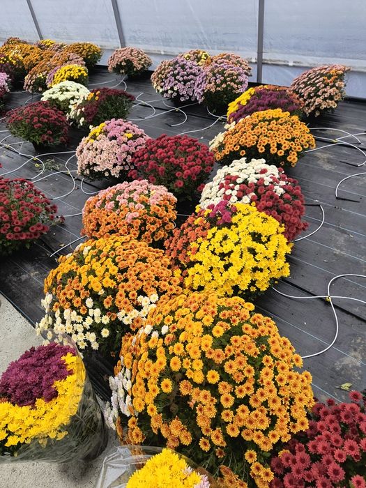 Crizanteme multiflora crizantemă