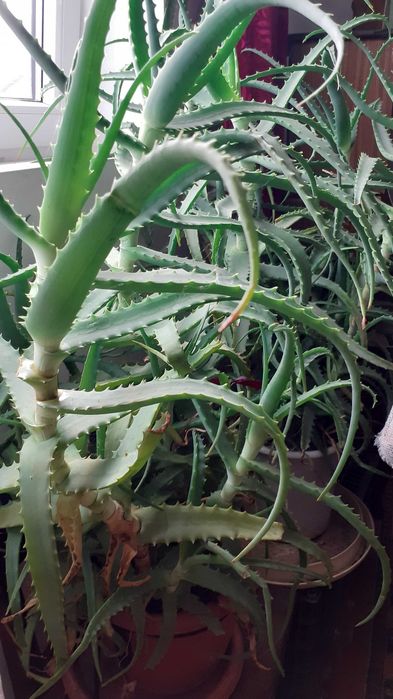 Aloe vere frunze