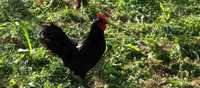 Cocoș Australorp negru 7 luni