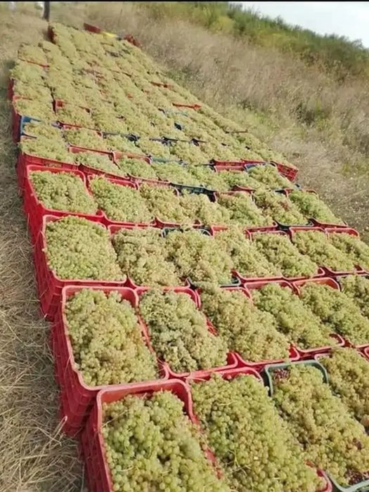 STRUGURI DE VIN.   Recoltă 2025