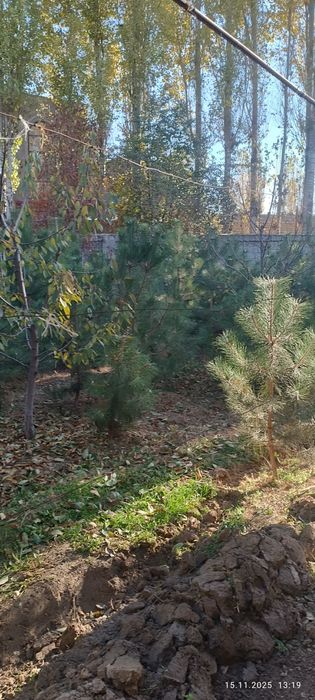 Крис сасналар бор