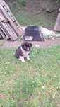 Donez/ Adoptie 3 catei