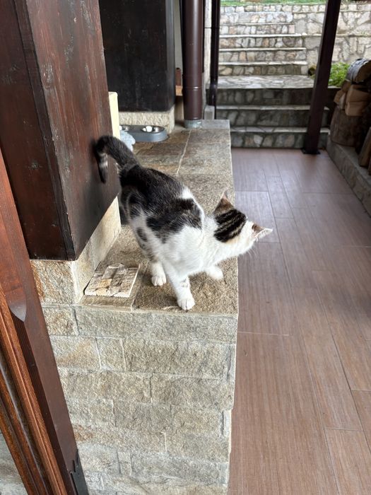 Подарявам котета