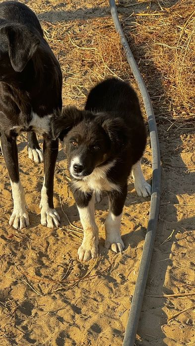 Тегін күшік беріледі