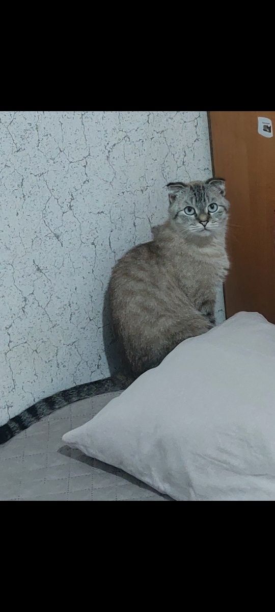 Кошка 2 года породистая