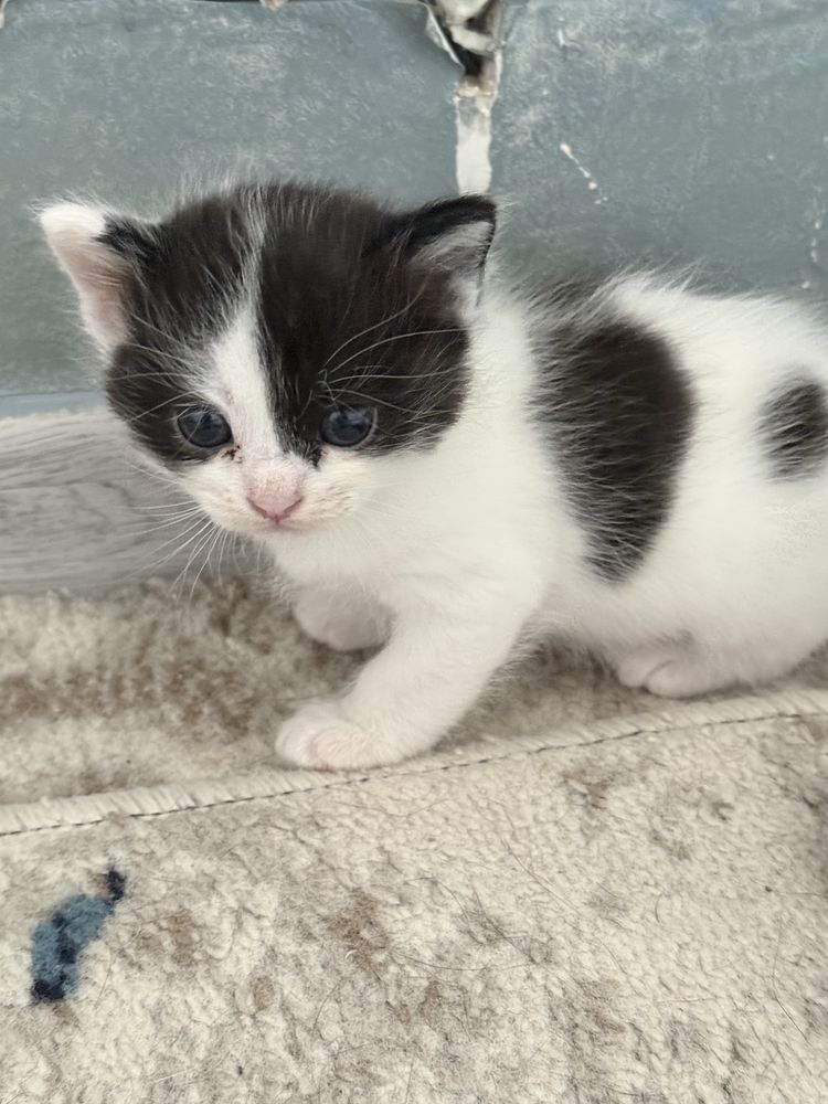 Котята 2мальчика и девочка
