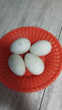 Oua de gașca chinezeasca