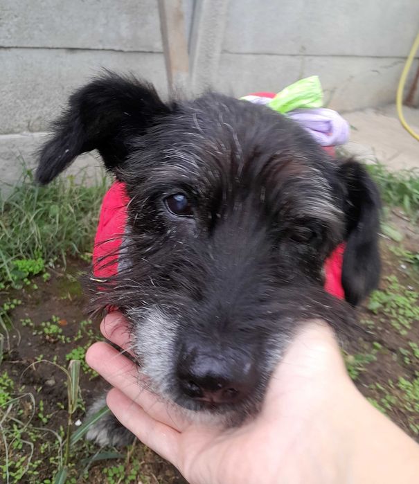Adoptie caine negru talie medie castrat