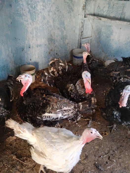 Домашни пуйки кръстоска