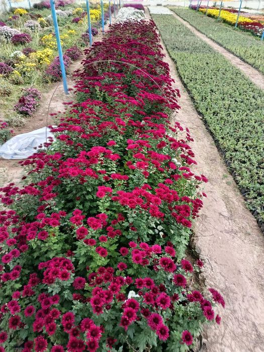 Arzon narxlarda gullar 2500 dan 10000 so'm  gacha