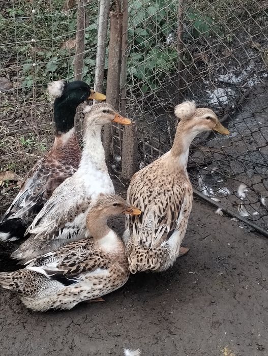 Păsări de vânzare- rațe românești cu moț