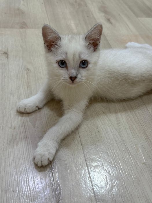 Одам котенка девочку