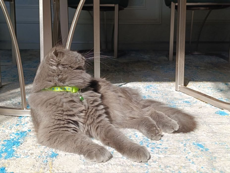 SOTILADI  SROCHNO vyazkaga tayyor