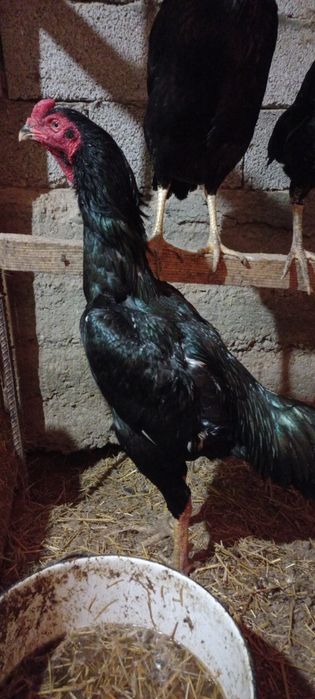 Дакан вьетнам ,кореец,1.8 ай жаксы зат,срочно