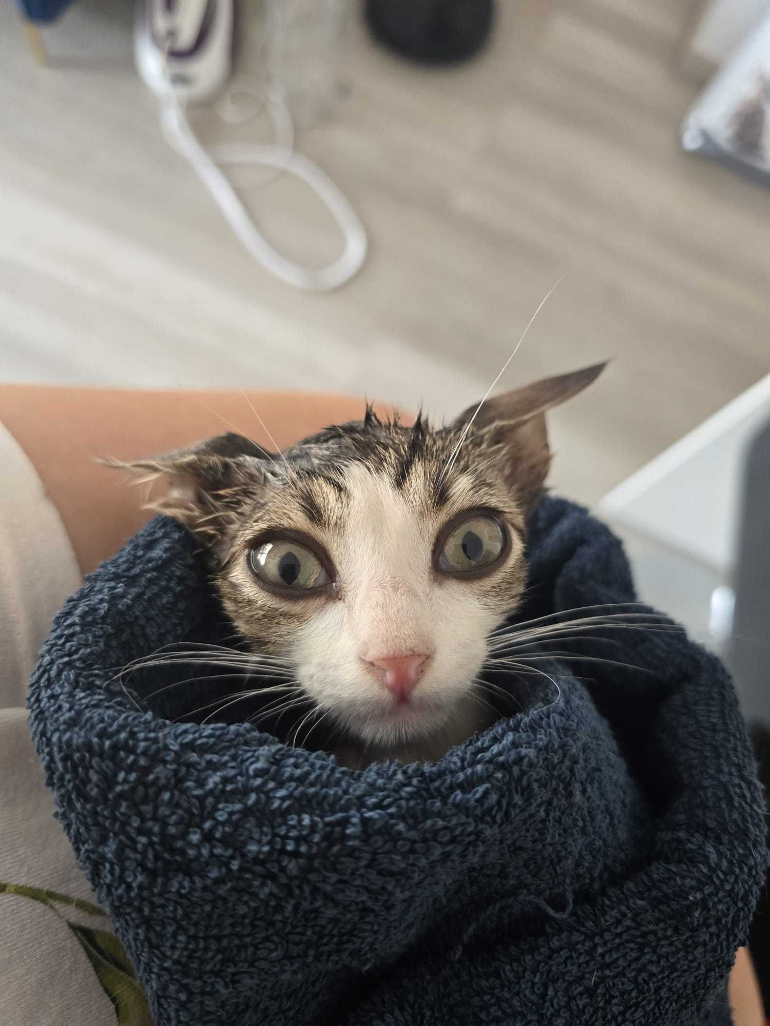 Donez pisicuță adorabilă – 2 luni, jucăușă și iubitoare