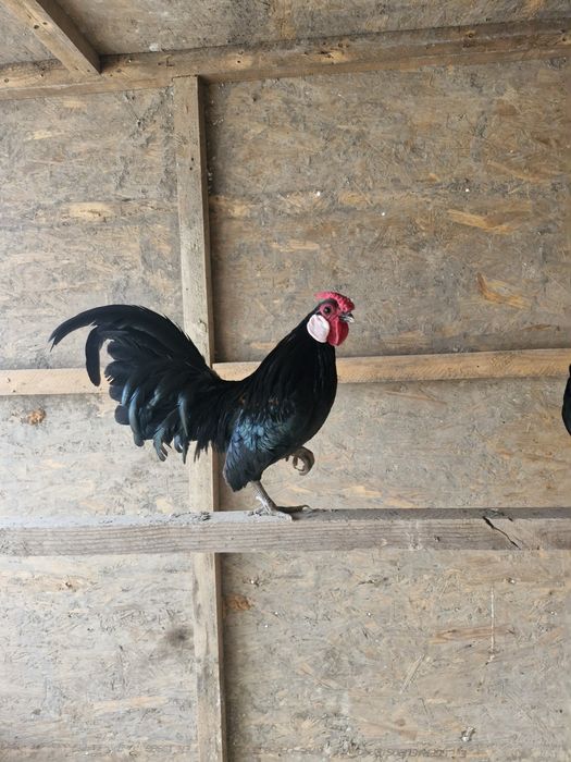 Продаются карлики