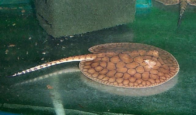 Продаётся рыбы срочно