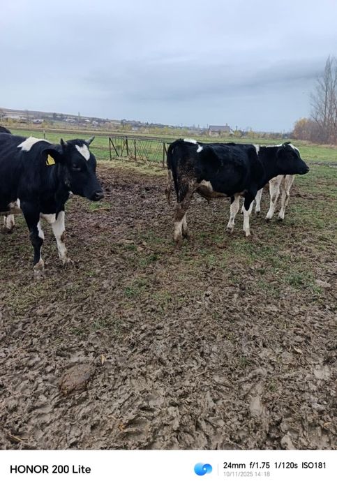 Vând taurasi 4200 lei