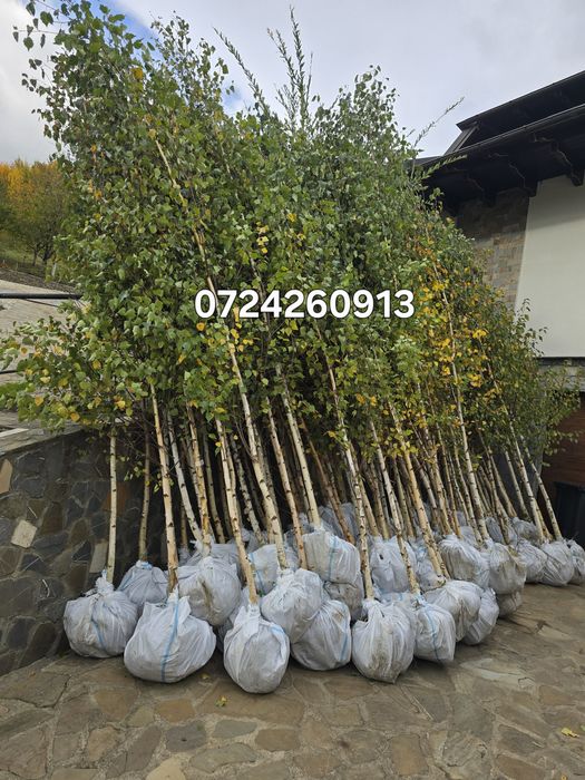 Tei Platan englezesc mesteacăn