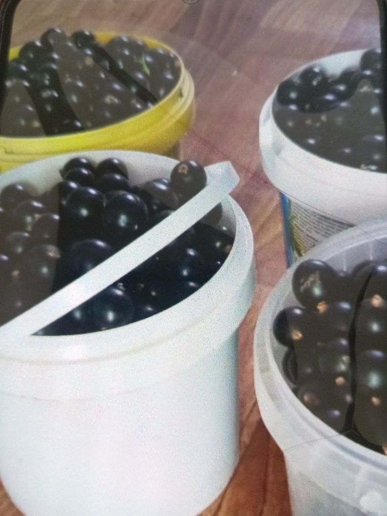 Продам смородину дачную