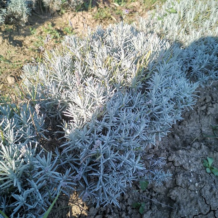 Tufa/butas lavanda