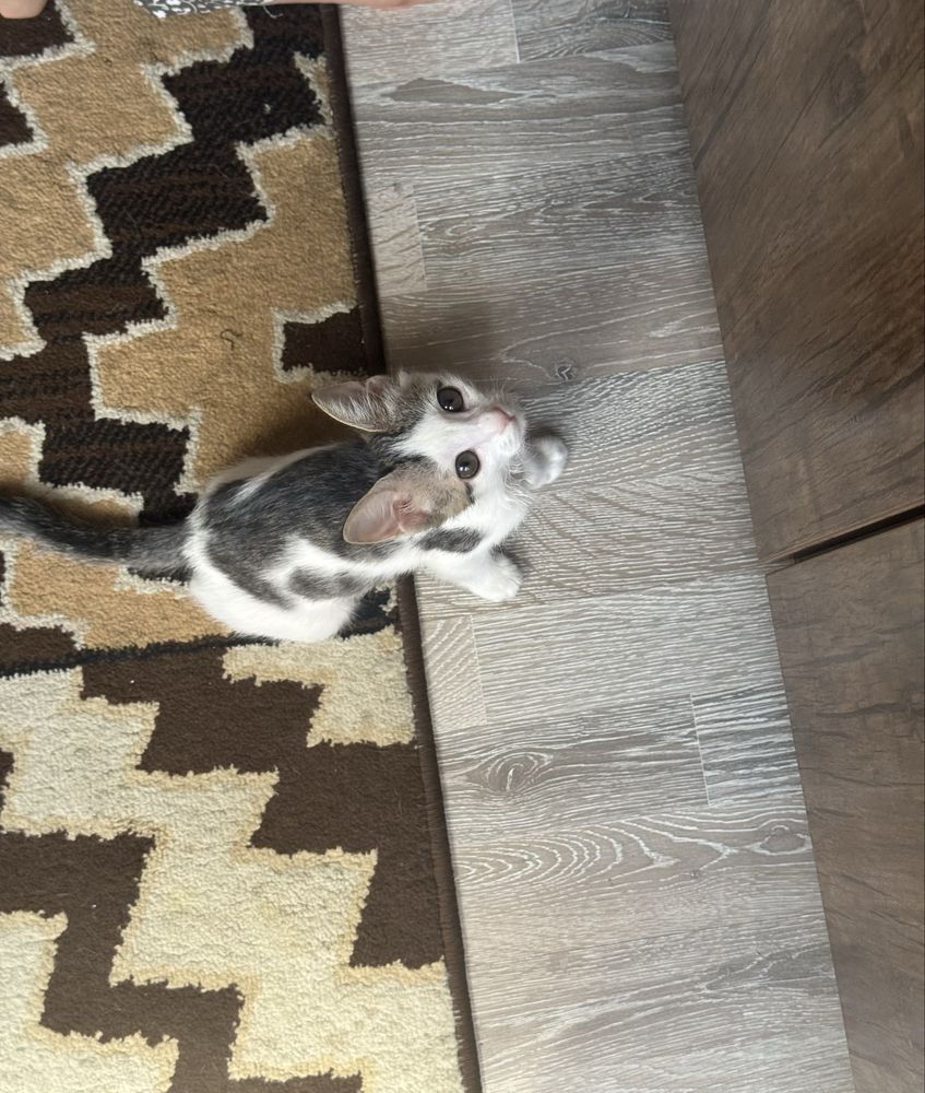 Котенок бесплатно