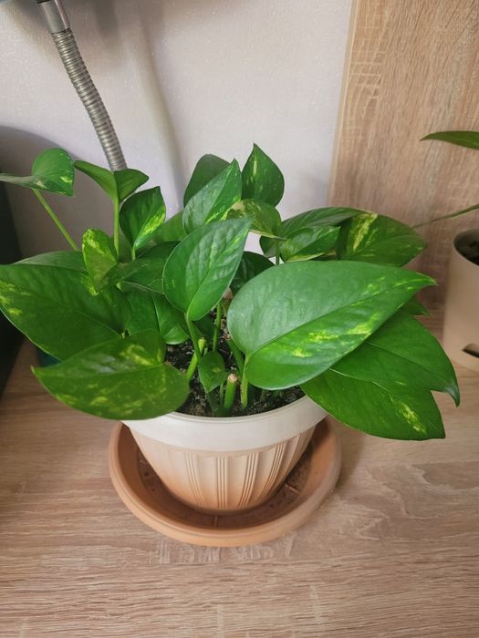 Фикус бенджамин цены разные