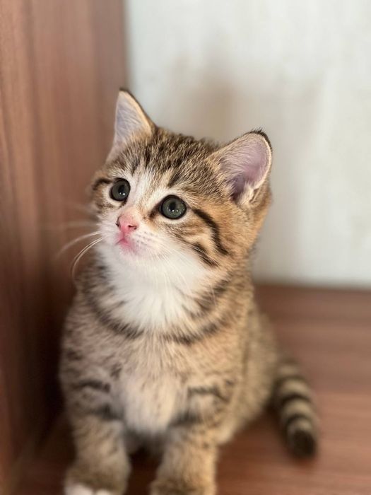 Очаровательные котята породы британская золотая шиншилла