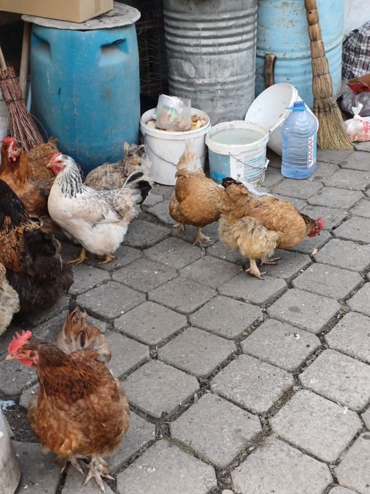 Продам курей домашних