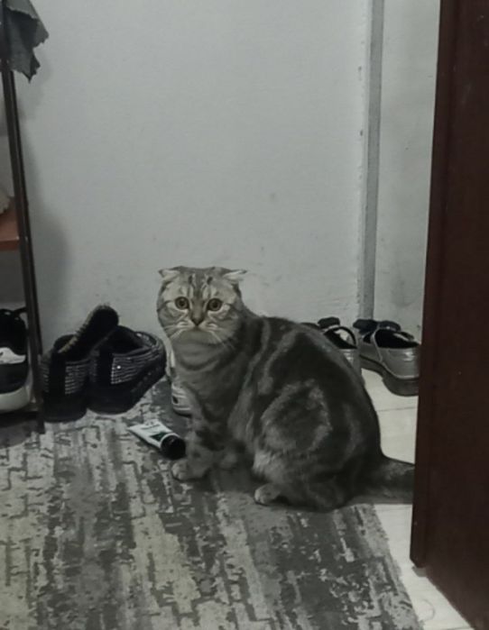 SOTILMAYDI Shishikom  ayol mushuklani uchrashuvga chaqiradi.