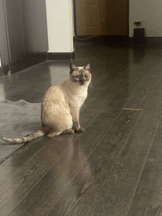 продам кошку порода Тайский Сиамс