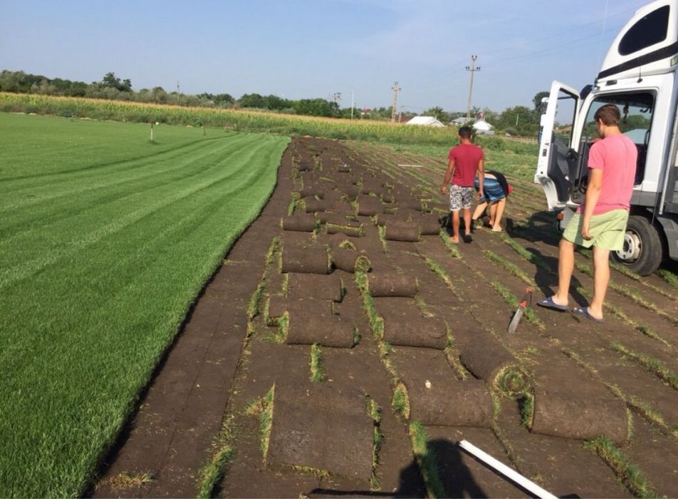 Gazon rulou + oriunde + transport oriunde in tara