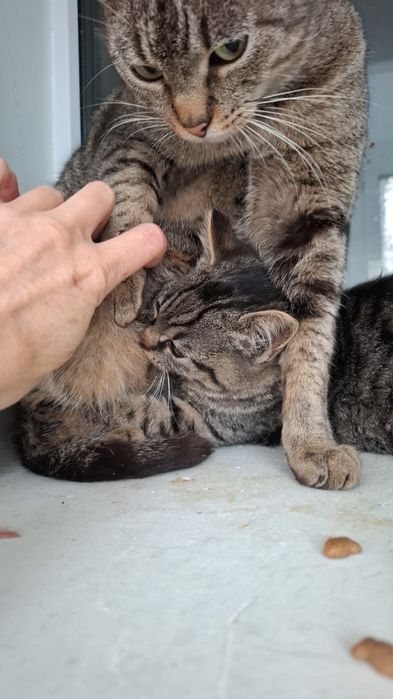 Pisica pentru adoptie.