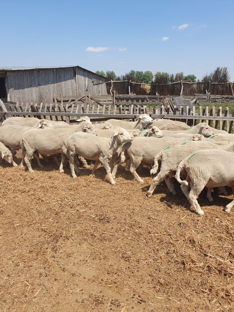 Berbeci de prăsilă merinos cu ille de france 8 buc.